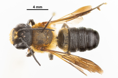 Megachile sculpturalis