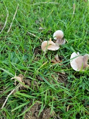 Candolleomyces candolleanus