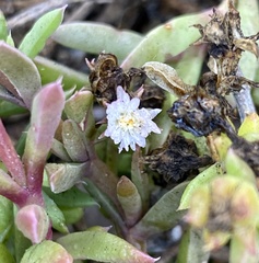 Delosperma litorale