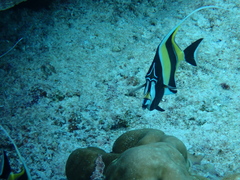 Zanclus cornutus