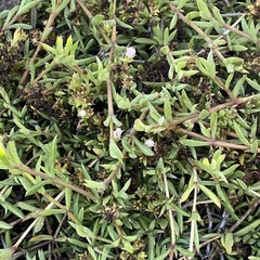 Delosperma litorale