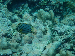 Chaetodon meyeri