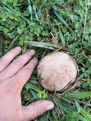 Calvatia cyathiformis