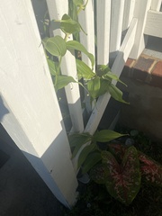 Gloriosa superba