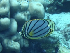 Chaetodon meyeri