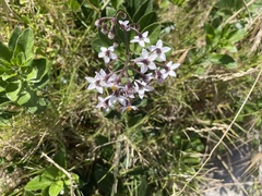 Solanum africanum