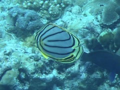 Chaetodon meyeri