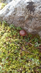 Deconica