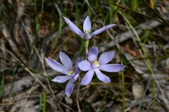 Thelymitra megcalyptra
