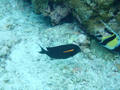 Acanthurus olivaceus