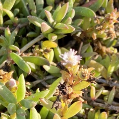 Delosperma litorale