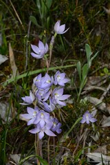 Thelymitra megcalyptra