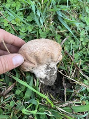 Calvatia cyathiformis