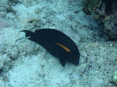 Acanthurus olivaceus