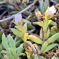 Delosperma litorale