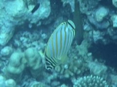 Chaetodon ornatissimus