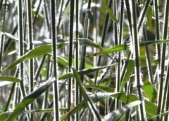 Melinis minutiflora