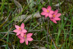 Thelymitra × macmillanii