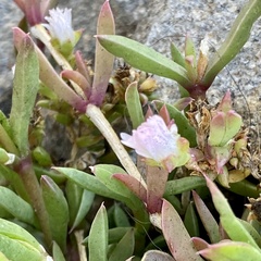 Delosperma litorale