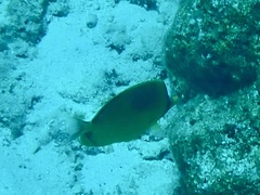 Chaetodon semeion