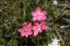 Thelymitra × macmillanii