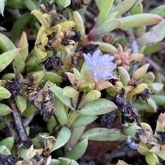 Delosperma litorale