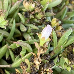 Delosperma litorale