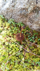 Deconica