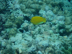 Apolemichthys trimaculatus