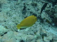 Apolemichthys trimaculatus