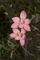 Thelymitra × macmillanii