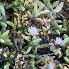 Delosperma litorale
