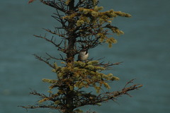 Poecile hudsonicus