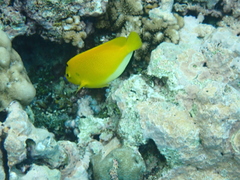 Apolemichthys trimaculatus