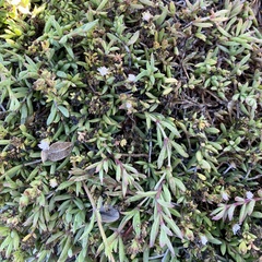 Delosperma litorale
