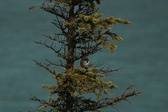 Poecile hudsonicus