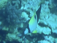 Chaetodon unimaculatus