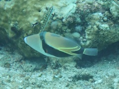 Rhinecanthus rectangulus