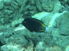 Acanthurus nigricans