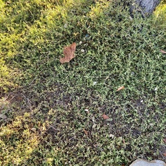 Delosperma litorale