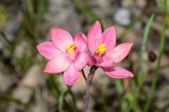 Thelymitra × macmillanii