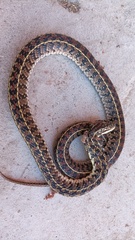 Lygophis anomalus