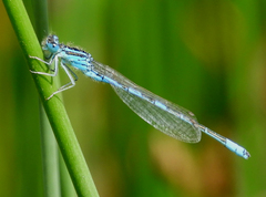 Coenagrion scitulum