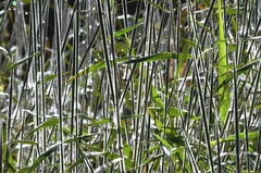 Melinis minutiflora