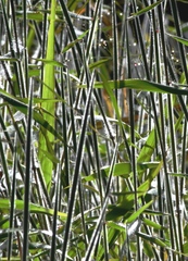 Melinis minutiflora