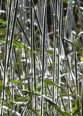 Melinis minutiflora