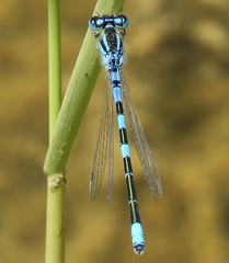 Coenagrion scitulum