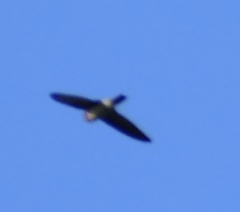 Aerodramus sororum