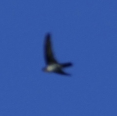 Aerodramus sororum