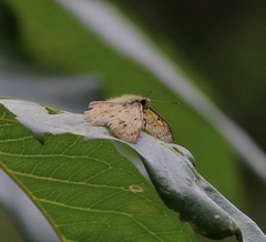 Eagris sabadius